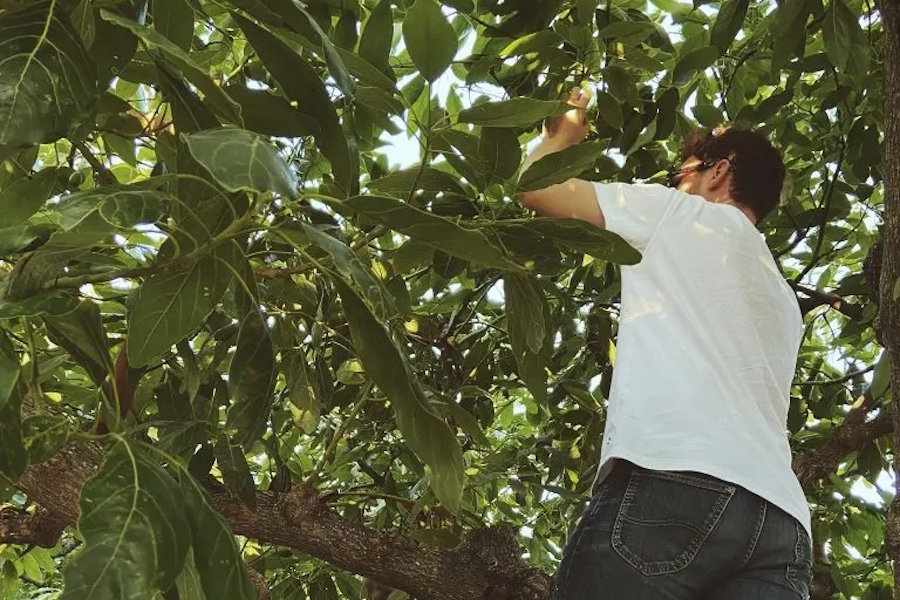 Gran Avocado